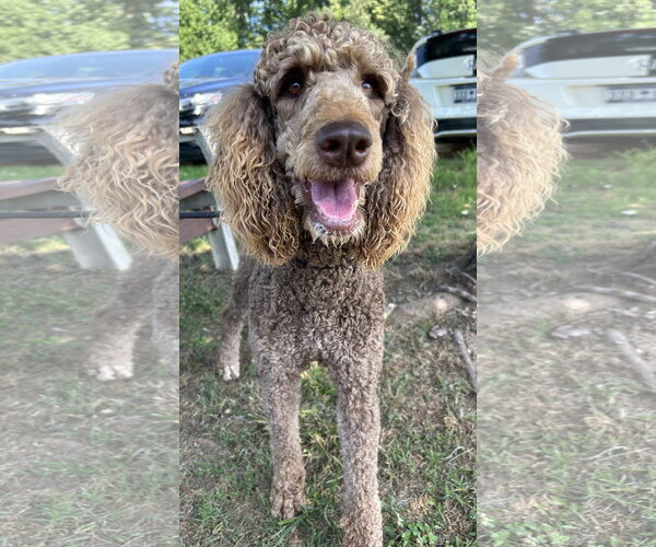 Medium Photo #2 Poodle (Standard) Puppy For Sale in Pacolet, SC, USA