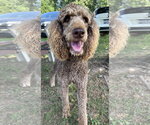 Small #1 Poodle (Standard)