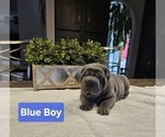 Puppy Blue Boy Chinese Shar-Pei