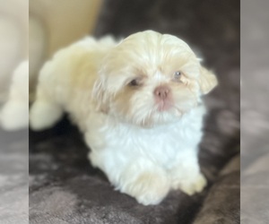 Shih Tzu Puppy for sale in COLBERT, GA, USA