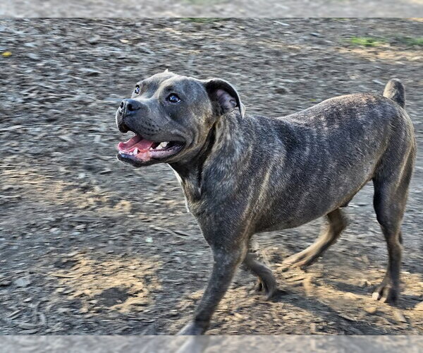 Medium Photo #2 Bulldog-Unknown Mix Puppy For Sale in Bloomingdale, NJ, USA