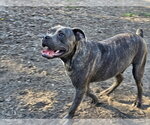 Small #1 Bulldog Mix