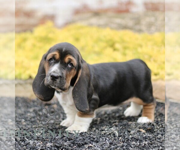 Medium Photo #3 Basset Hound Puppy For Sale in BIRD IN HAND, PA, USA
