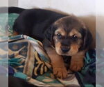 Small #7 Cocker Spaniel Mix