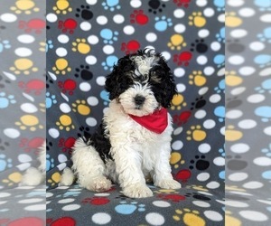 Miniature Bernedoodle-Poodle (Miniature) Mix Puppy for sale in OXFORD, PA, USA