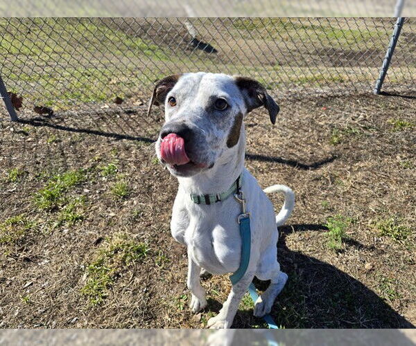 Medium Photo #1 Mutt Puppy For Sale in Ocala, FL, USA