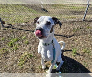 Mutt Dogs for adoption in Ocala, FL, USA