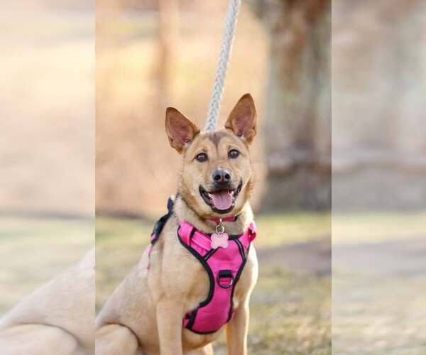 Medium Photo #2 Mutt Puppy For Sale in Woodbury, NY, USA