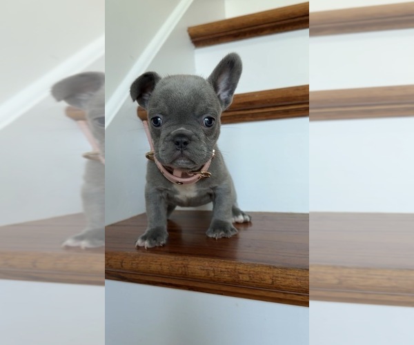Medium Photo #3 French Bulldog Puppy For Sale in METUCHEN, NJ, USA