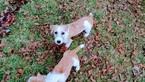Small Photo #23 Jack Russell Terrier Puppy For Sale in AIKEN, SC, USA