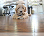 Small Photo #1 English Cream Golden Retriever-Poodle (Standard) Mix Puppy For Sale in ROUGEMONT, NC, USA
