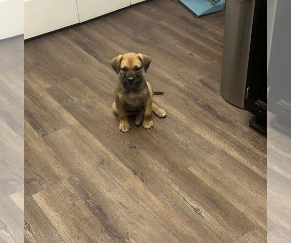 Medium Photo #5 Labrador Retriever-Unknown Mix Puppy For Sale in Ball Ground, GA, USA