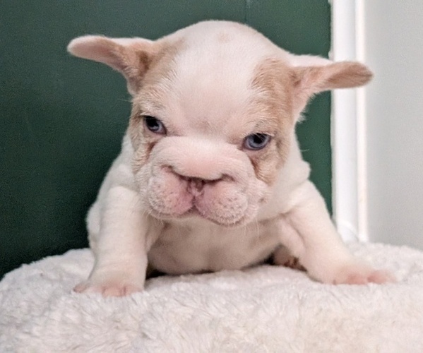 Medium Photo #23 French Bulldog Puppy For Sale in GOSHEN, IN, USA