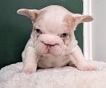 Small Photo #23 French Bulldog Puppy For Sale in GOSHEN, IN, USA