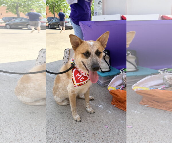 Medium Photo #1 Mutt Puppy For Sale in Euless, TX, USA