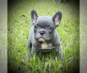 French Bulldog Puppy for sale in BAY CITY, TX, USA