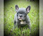 Small Photo #1 French Bulldog Puppy For Sale in BAY CITY, TX, USA
