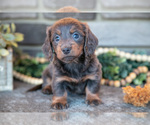 Small #1 Dachshund