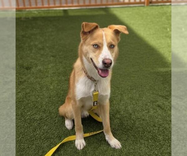 Medium Photo #1 German Shepherd Dog-Unknown Mix Puppy For Sale in Las Vegas, NV, USA