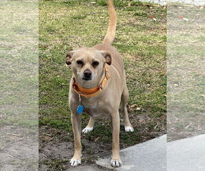 Chihuahua-Unknown Mix Dogs for adoption in Royal Palm Beach, FL, USA
