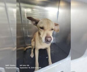 Mutt Dogs for adoption in San Antonio, TX, USA