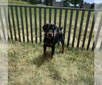 Small Photo #14 Doberman Pinscher Puppy For Sale in WARSAW, IN, USA