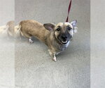 Small Chihuahua