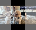 Small Photo #14 Goldendoodle Puppy For Sale in RATHDRUM, ID, USA