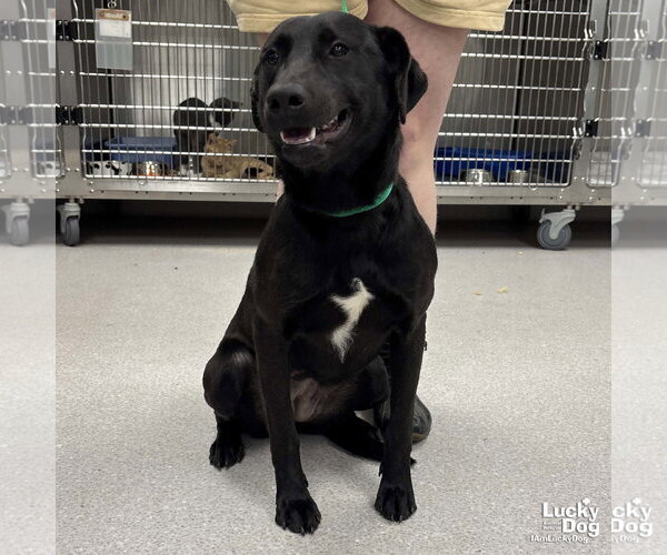 Medium Photo #3 Labrador Retriever-Unknown Mix Puppy For Sale in Washington, DC, USA