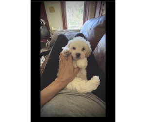 Poodle (Toy)-Wapoo Mix Puppy for sale in BOWLING GREEN, VA, USA