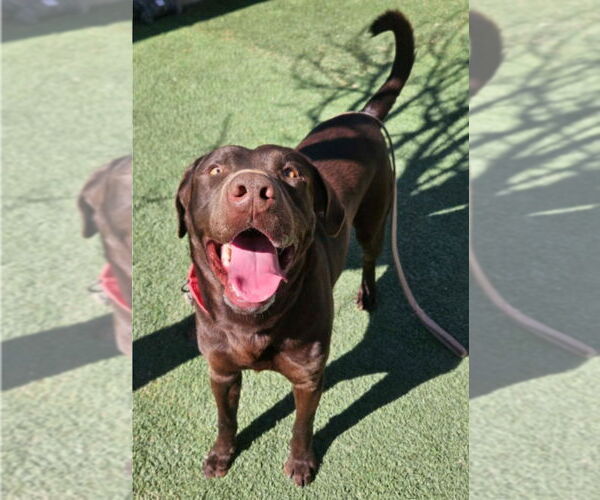 Medium Photo #2 Labrador Retriever-Unknown Mix Puppy For Sale in Lakewood, CO, USA