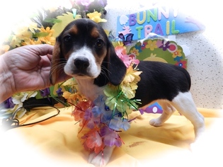 Beagle Puppy for sale in CHICAGO, IL, USA