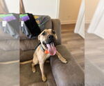 Small #1 Black Mouth Cur Mix