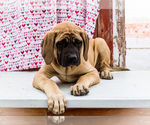 Puppy Blanche Mastiff