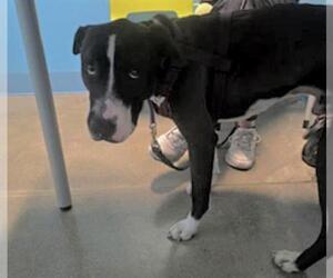 Labrador Retriever Dogs for adoption in Houston, TX, USA