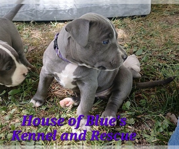 Medium Photo #8 American Pit Bull Terrier Puppy For Sale in DELAWARE, OH, USA