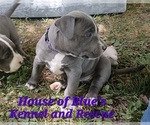 Small #7 American Pit Bull Terrier