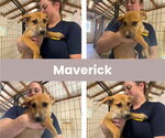 Small Labrador Retriever Mix