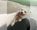Small #3 Chihuahua Mix