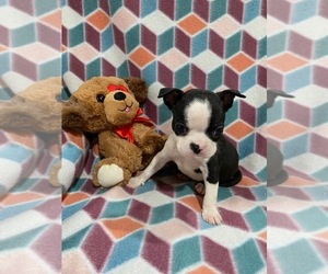 Boston Terrier Puppy for sale in HICKORY, NC, USA