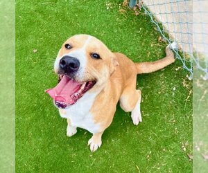 American Pit Bull Terrier-Labrador Retriever Mix Dogs for adoption in Texas City, TX, USA