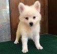 Small Photo #8 Japanese Spitz Puppy For Sale in SAN FRANCISCO, CA, USA
