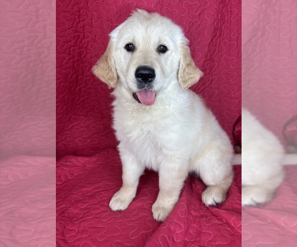 Medium Photo #5 English Cream Golden Retriever Puppy For Sale in GREENFIELD, IN, USA