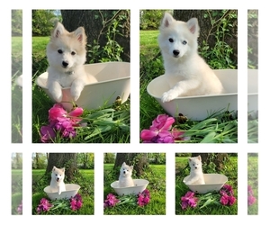 American Eskimo Dog-Pomsky Mix Puppy for sale in NILES, OH, USA