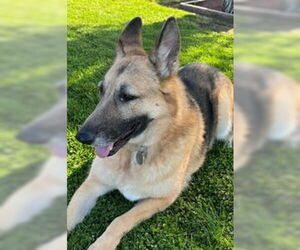 German Shepherd Dog Dogs for adoption in Modesto, CA, USA