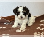 Small #3 Havanese