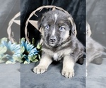 Puppy Haus Australian Shepherd-German Shepherd Dog Mix