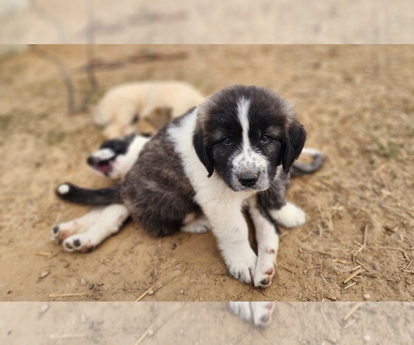 Medium Photo #5 Anatolian Shepherd Puppy For Sale in CUMBY, TX, USA