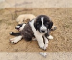Small #4 Anatolian Shepherd