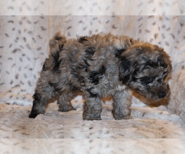 Medium Photo #16 Poodle (Toy) Puppy For Sale in DYERSBURG, TN, USA
